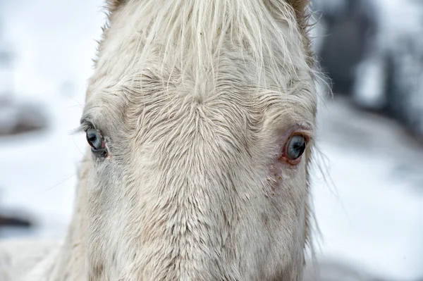Bílý kůň modré oko — Stock fotografie