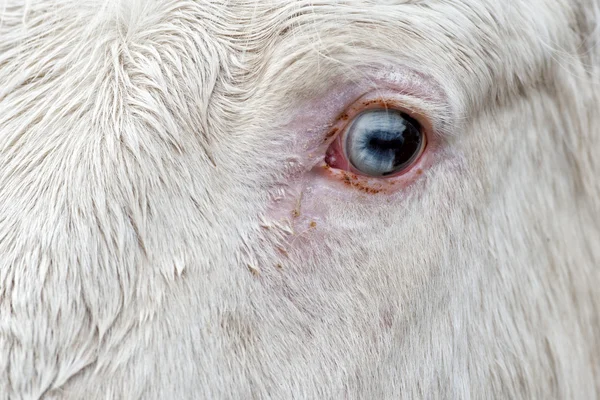 Biały koń niebieski oko — Zdjęcie stockowe