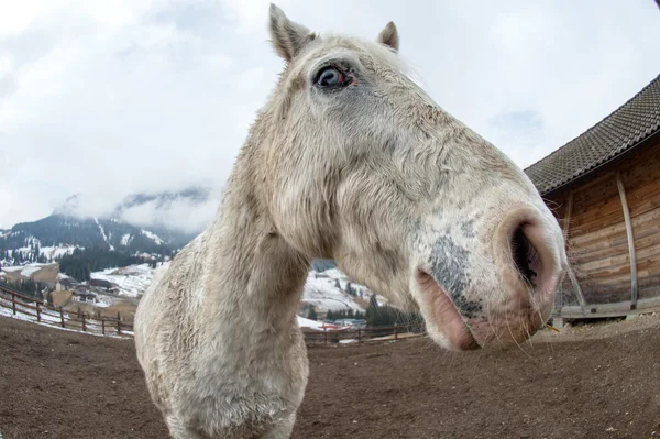 狂気の白い馬 — ストック写真