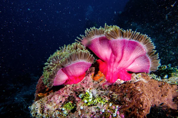 Clown fish in anemone — Stock Photo, Image