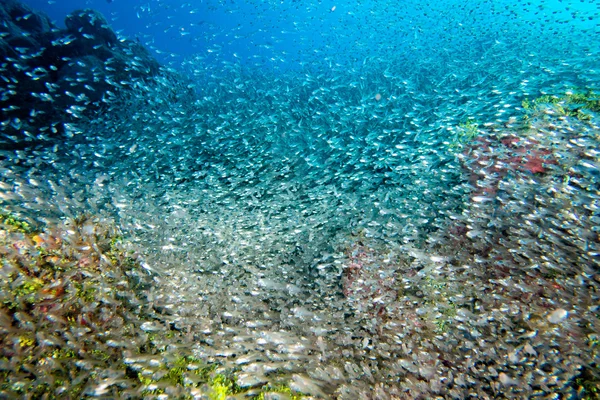 Glass fishes giant bait ball moving underwater — Stock Photo, Image