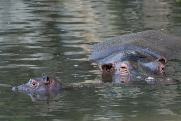Portrait hippopotame bébé et grande mère — Photo