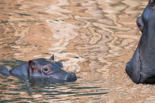 Portrait hippopotame bébé et grande mère — Photo