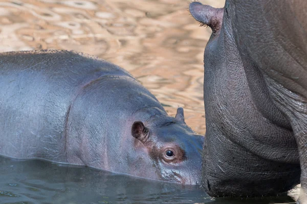 Portrait hippopotame bébé et grande mère — Photo