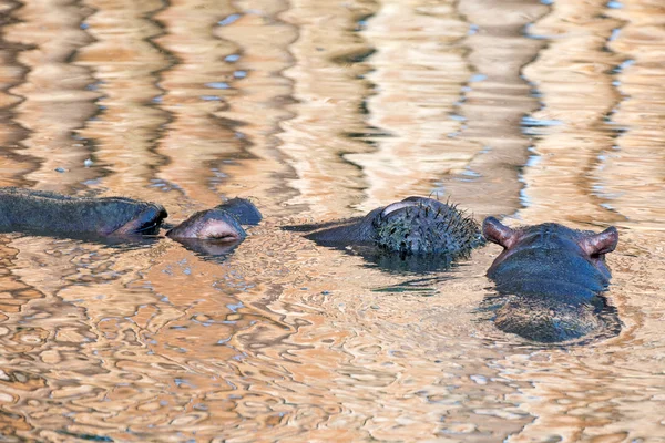 Bebek ve büyük anne su aygırı portre — Stok fotoğraf