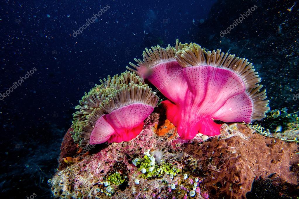 anemone noire images libres de droit photos de anemone noire depositphotos