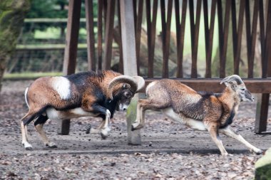 şarj ederken kunduzdan oluşur