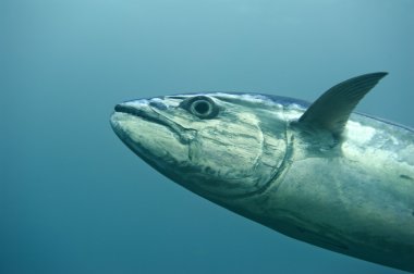 yelllowfin tuna su altında