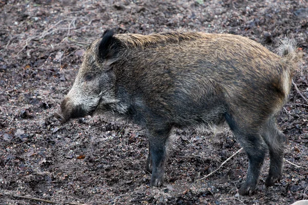 猪豚肉の肖像画 — ストック写真