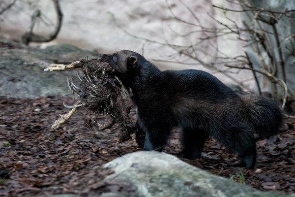 Wolverine porträtt — Stockfoto