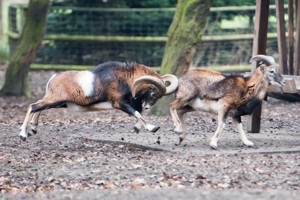 Mouflon durante la ricarica — Foto Stock