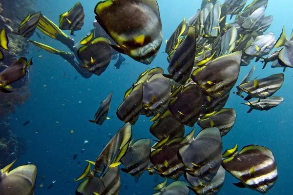 Escuela de peces murciélago bajo el agua —  Fotos de Stock