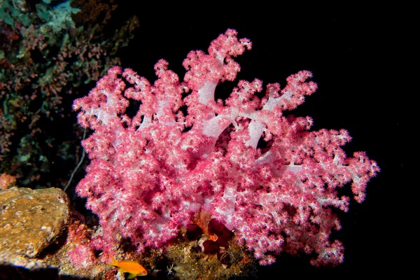 Alcyonarian yumuşak mercan siyah arka plan — Stok fotoğraf