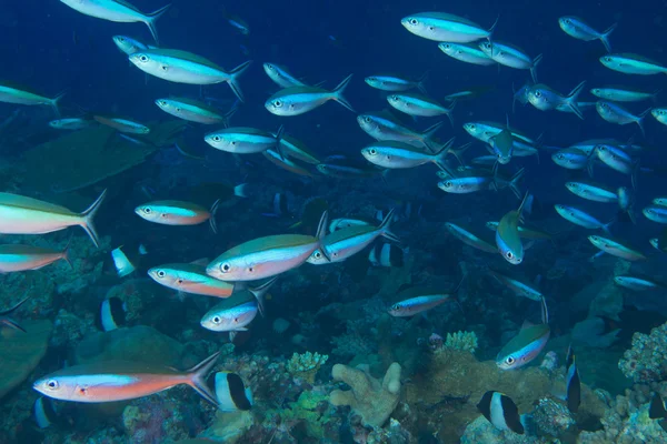 Innerhalb eines Fischschwärms — Stockfoto