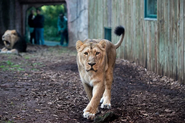 Kobieta lew w zoo — Zdjęcie stockowe