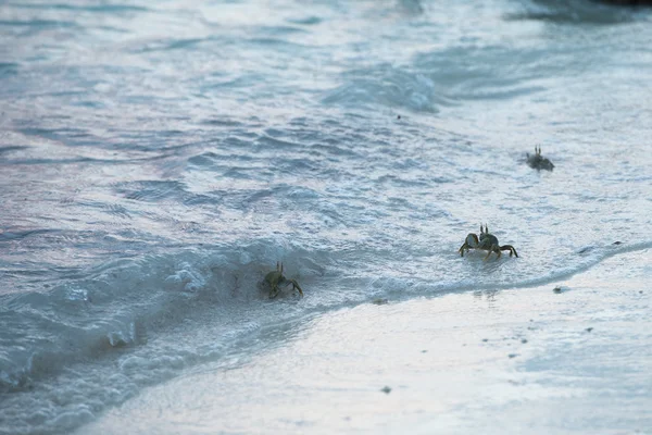 Crabe sur le sable au coucher du soleil — Photo