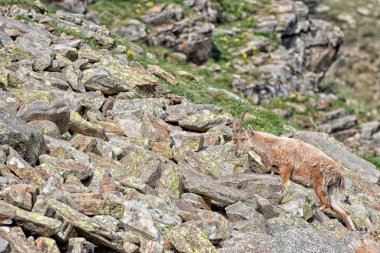 Geyik dağ keçisi uzun boynuz koyun Steinbock