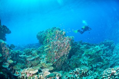 Maldivler mercan house balıklar için