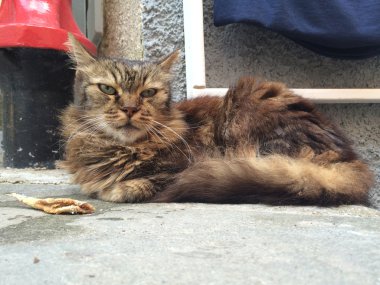 Balık ise vernazza limanda dinlenme ile kedi