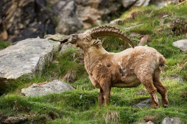 Cervo stambecco corno lungo pecore Steinbock — Foto Stock