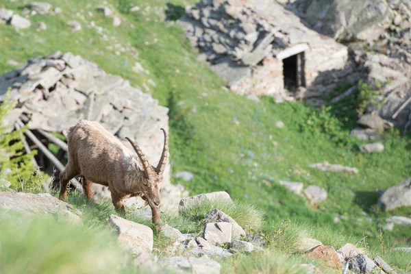 Ciervo ibex cuerno largo oveja Steinbock —  Fotos de Stock