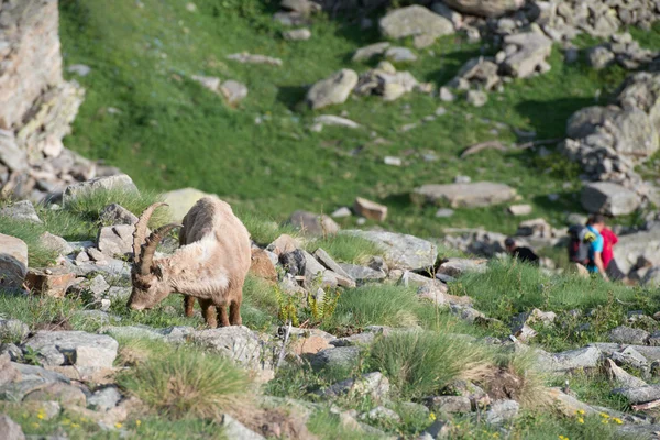Deer ibex long horn sheep Steinbock
