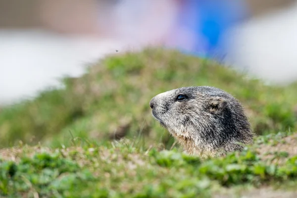 Ground hog marmot portrait while looking at you — Stock Photo, Image