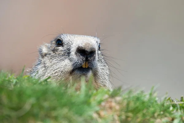 Terra maiale marmotta ritratto mentre ti guarda — Foto Stock