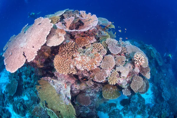 Maldivas casa de corales para peces — Foto de Stock