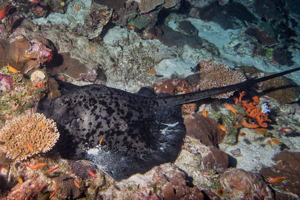Jätte blackparsnip stingray fisk öga detalj — Stockfoto