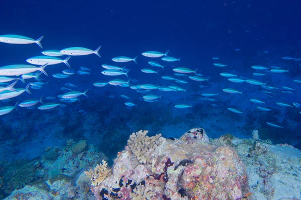 Мальдивские кораллы дом для рыб — стоковое фото