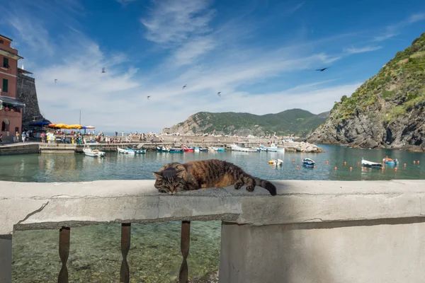 Kat terwijl rusten in de haven van vernazza — Stockfoto