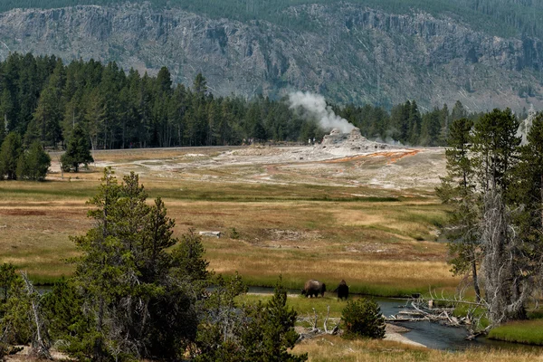 Bison at Yellowstone Geyser Old Faithful — Stock Photo, Image
