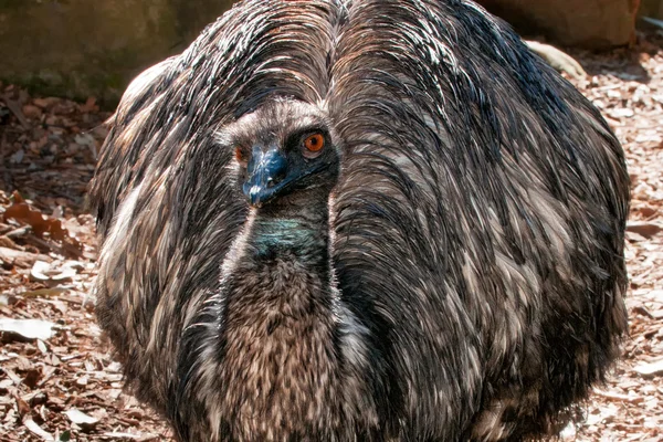 EMU nära upp porträtt — Stockfoto