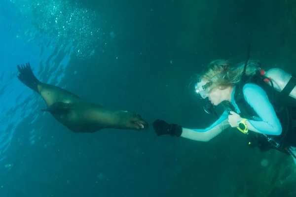 Beautiful blonde girl playing with sea lion underwater — Stock Photo, Image