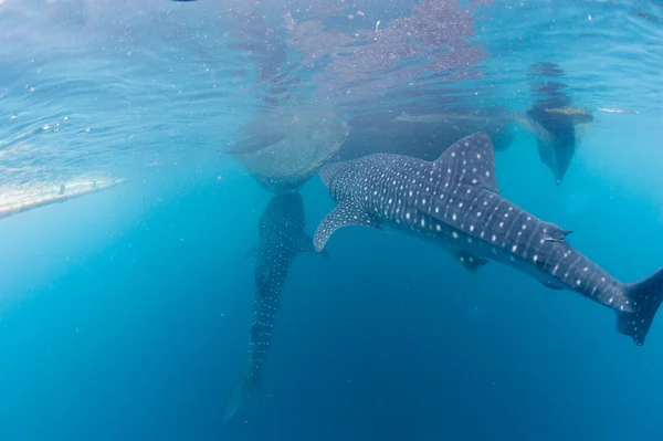 Tiburón ballena de cerca retrato submarino — Foto de Stock