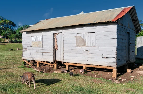 Kulübe, gecekondu, Tonga, Polinezyası kulübede — Stok fotoğraf