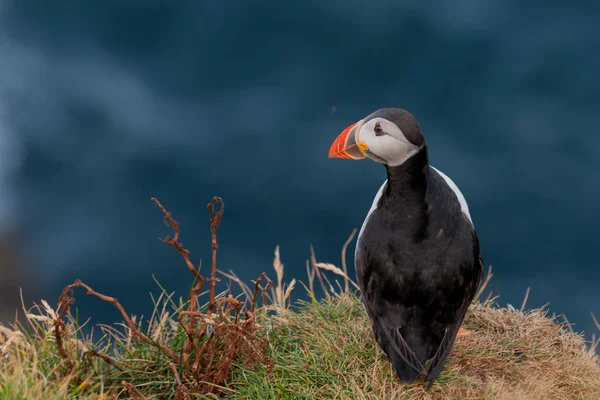 青い海の背景の puffin の肖像画 — ストック写真