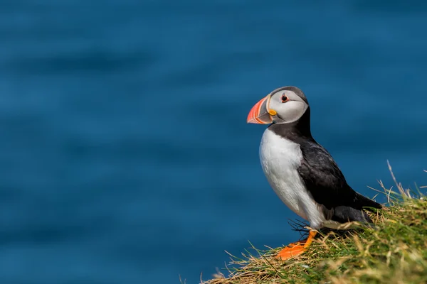 青い海の背景の puffin の肖像画 — ストック写真