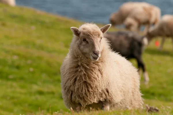 Owce na klifach mykines oer faer — Zdjęcie stockowe
