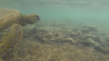 Kaplumbağa su altında büyük hawaii Adası
