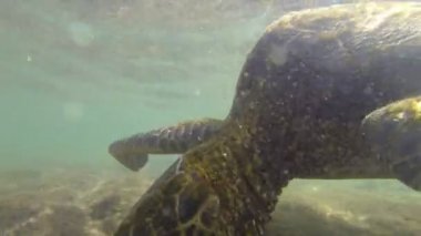 Kaplumbağa su altında büyük hawaii Adası