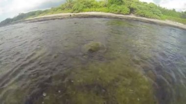 Kaplumbağa su altında büyük hawaii Adası