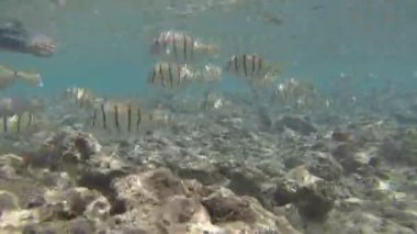 Hawaii su altında balık sürüsü