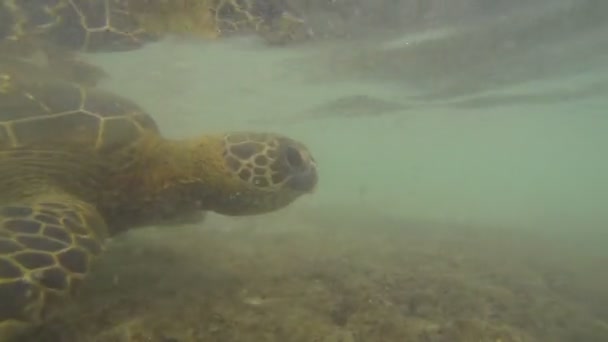 Schildpad onder water in grote eiland Hawaï — Stockvideo