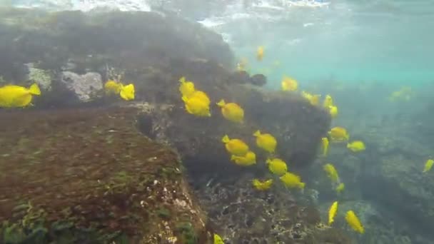 Skildpadde under vandet i store ø hawaii – Stock-video