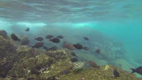 School van vissen onderwater in Hawaï — Stockvideo