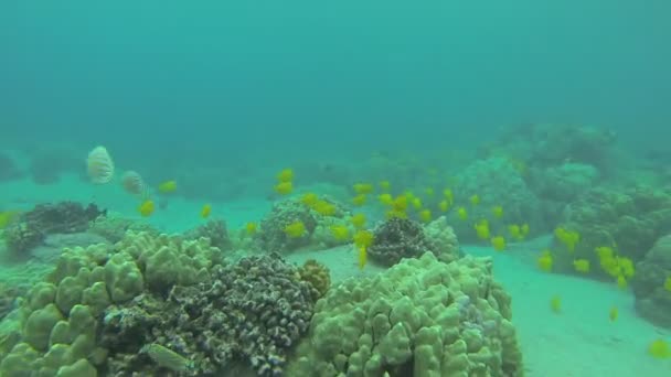 School van vissen onderwater in Hawaï — Stockvideo