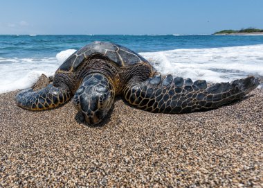 Yeşil Kaplumbağa Hawaii plajda