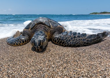 Green Turtle on the beach in Hawaii clipart